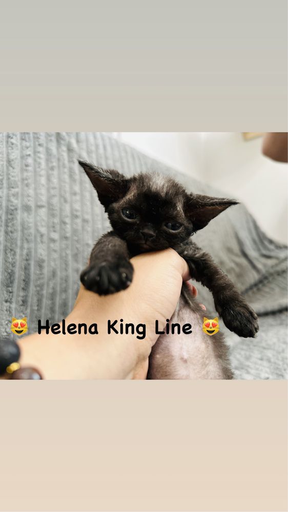 Helena King Line - Devon Rex