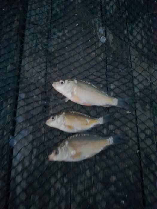 Sprzedam narybek karpia