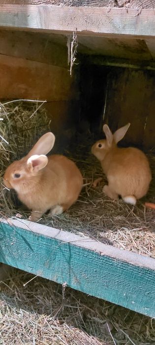 Sprzedam młode króliki burgundzkie