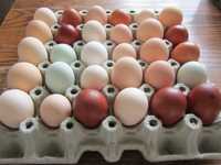Jajka kolorowe bez cholesterolu lub jajka zwykłe wiejskie