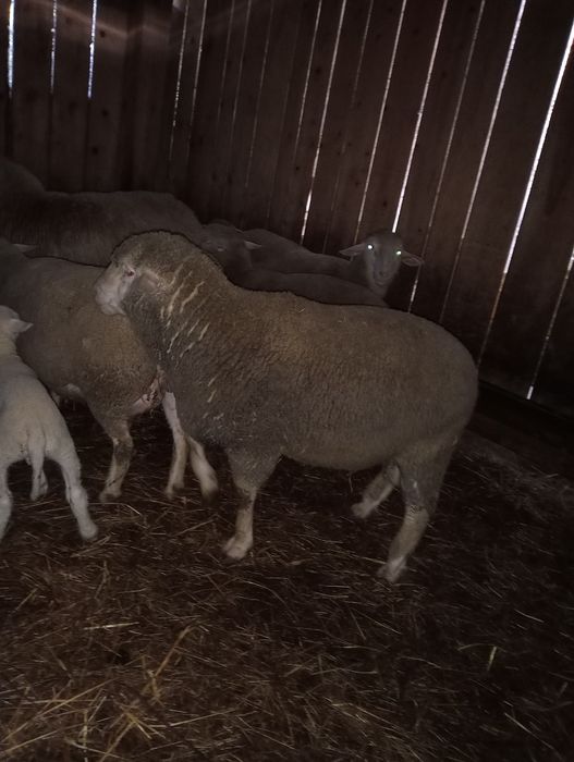 Tryk Merynos/Bergschaf.