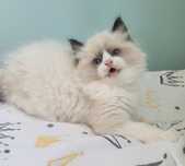 Kocurek ragdoll seal bicolor