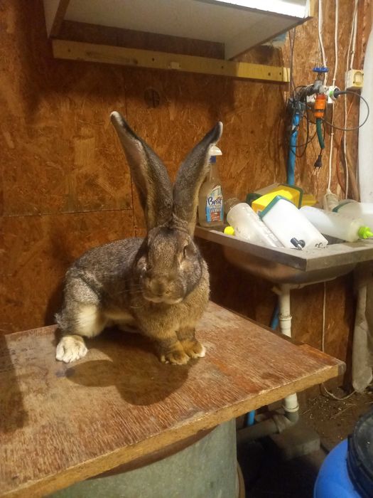 Hodowla króli rasowych Bos