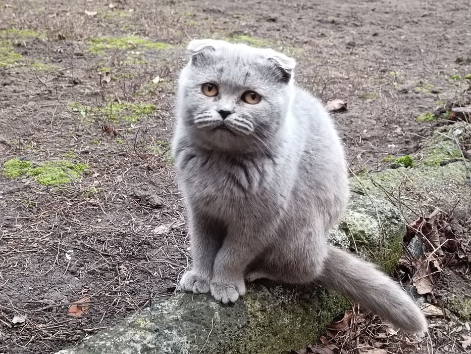 Продам шотландських котів та кішок. Свої.