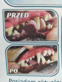 Pielęgnacja psów ,usuwanie kamienia z zębów bez narkozy