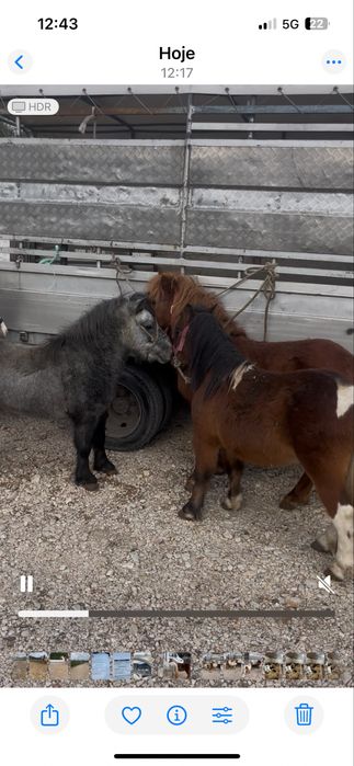 Poneis femeas e machos