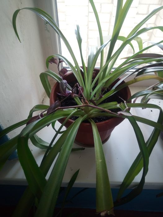 Продам квіти, витримують тиждень без поливу,холод і тд