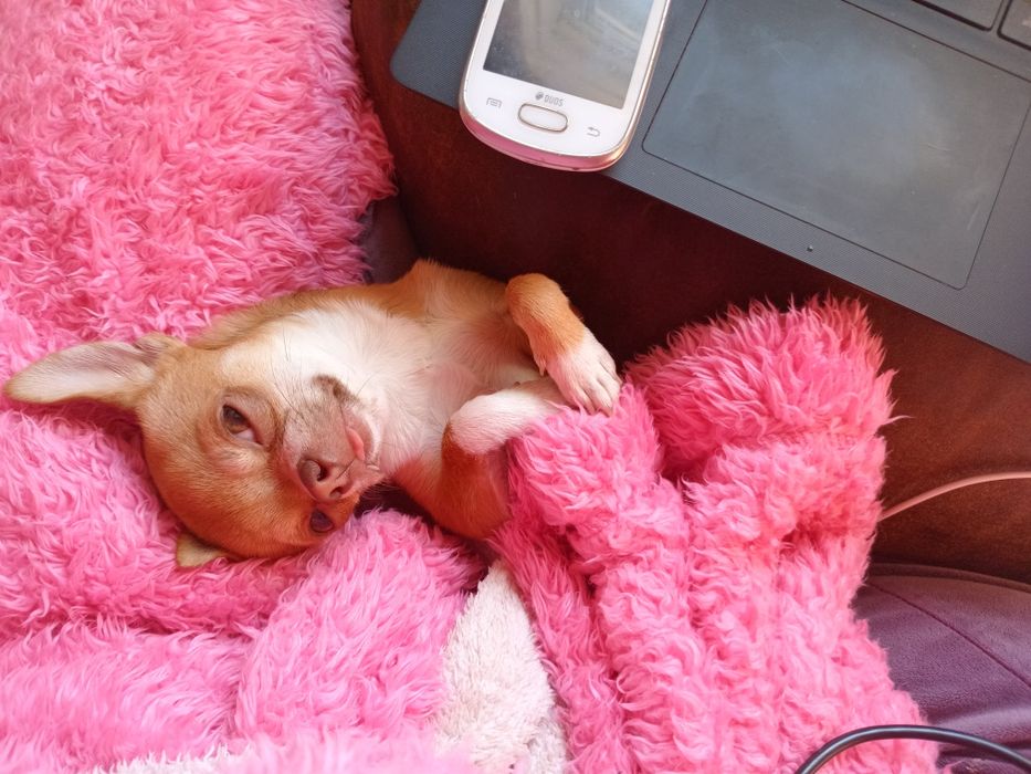 Чихуахуа жених ищет невесту для вязки