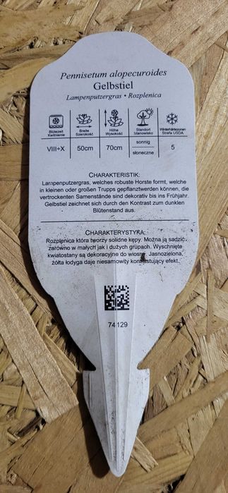 Rozplenica japońska Gelbstiel Trawa ozdobna