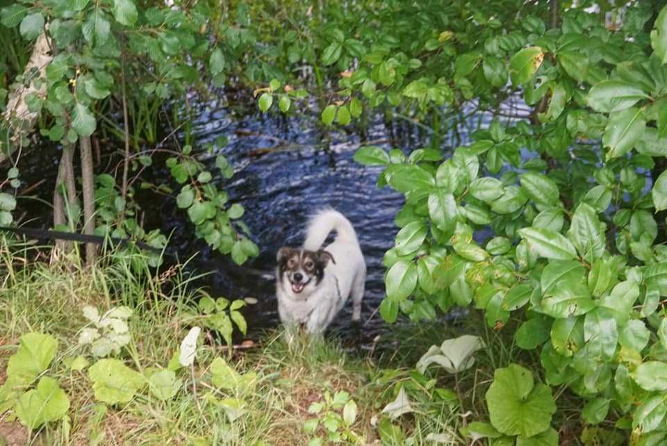 Łaciatek Marshall szuka wspaniałego domu!