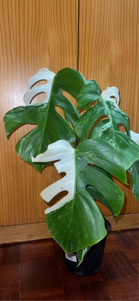 Planta Monstera variagata albo