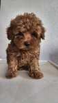 Maltipoo FB sunia