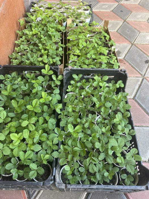 Кущова ремантантна суниця