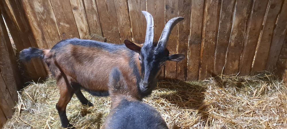 Koziołek kozioł cap krycie Alpejski