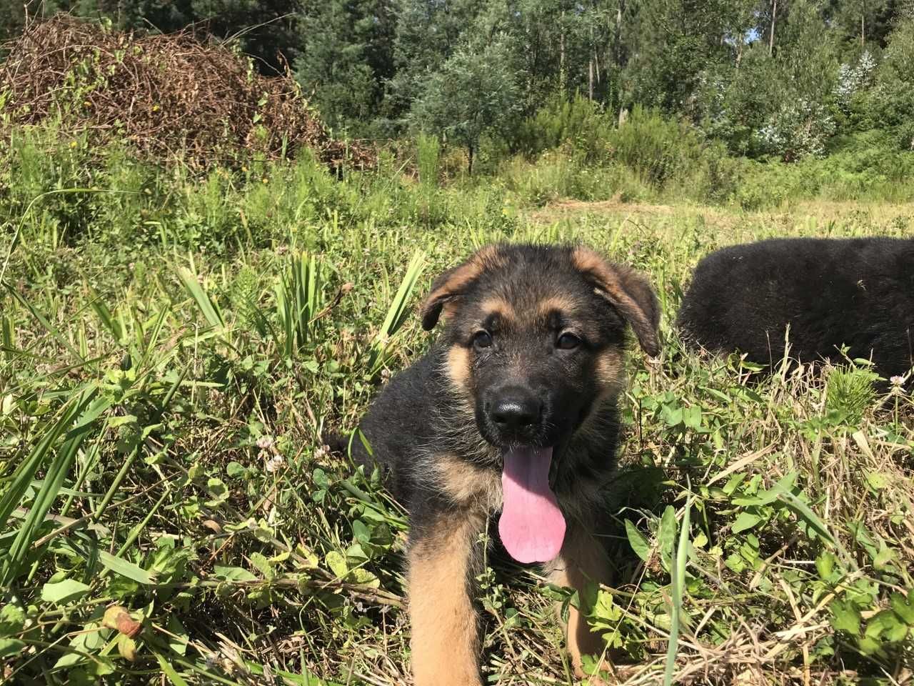 Cachorro de raça Pastor Alemão