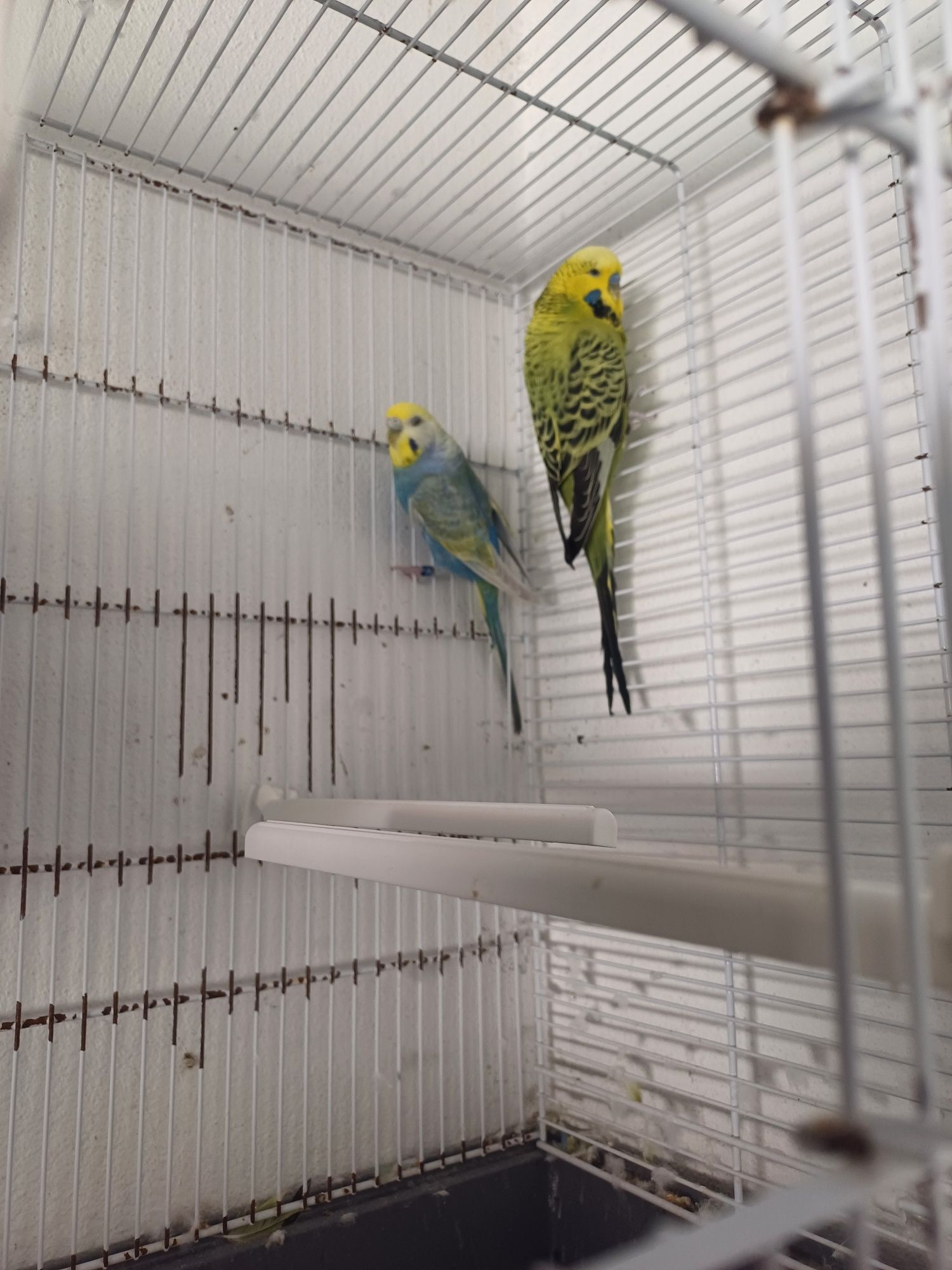 Casal Periquitos