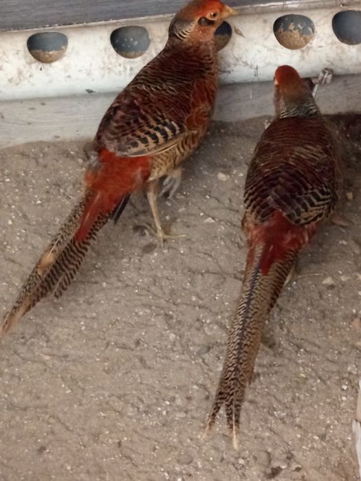 Faisōes dourados e leyds novo deste ano saudável