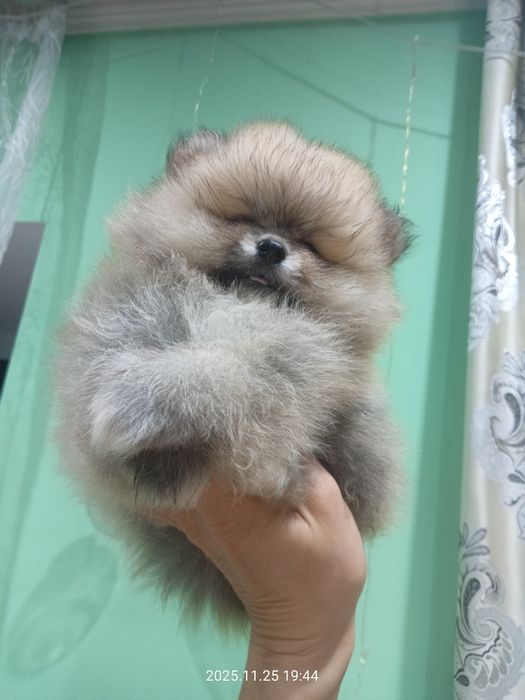 Померанский шпиц