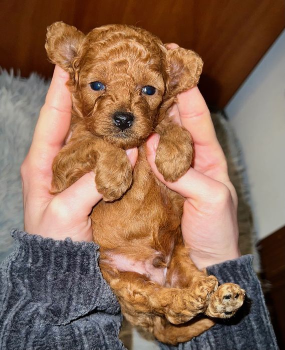 Вʼязка Той Пудель