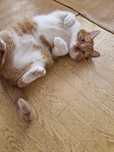 Отдам рыжего кота,  4 года, кастрирован