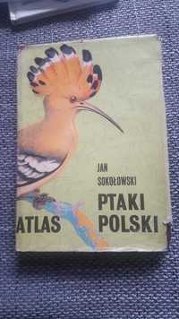 Atlas Ptaki Polski - Jan Sokołowski rysunki