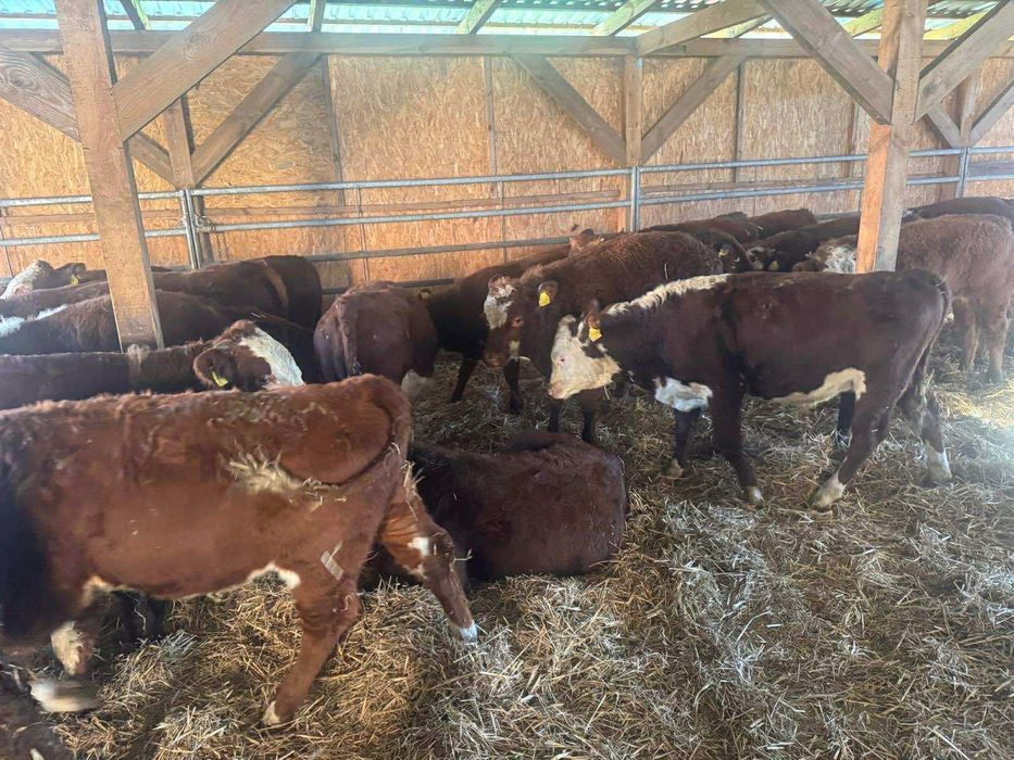 Byki mięsne do dalszego tuczu