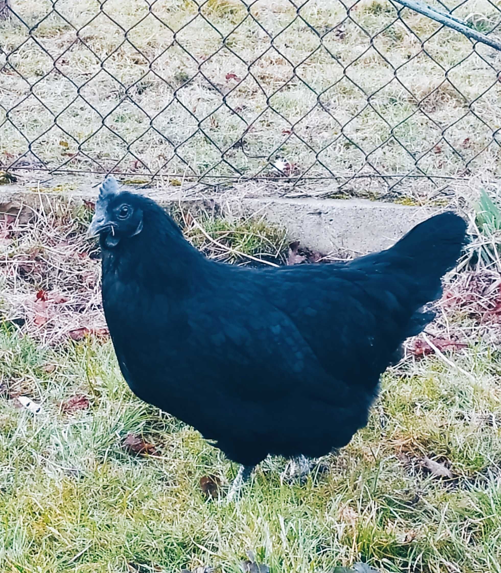 Jajka lęgowe od ayam cemani