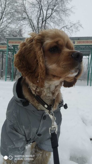 Американский кокер спаниель вязка