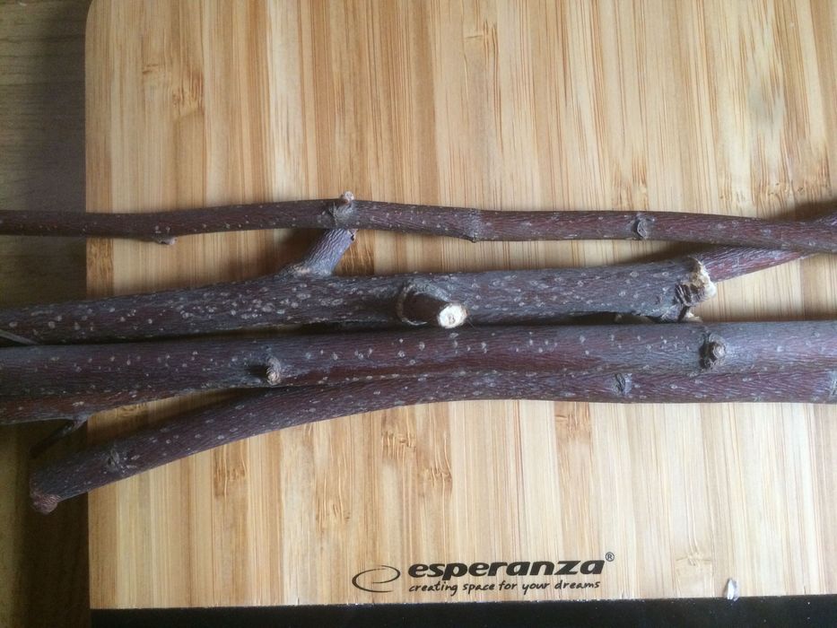 Gryzaki #przekąska #leszczyna #królika #szynszyla #koszatniczki