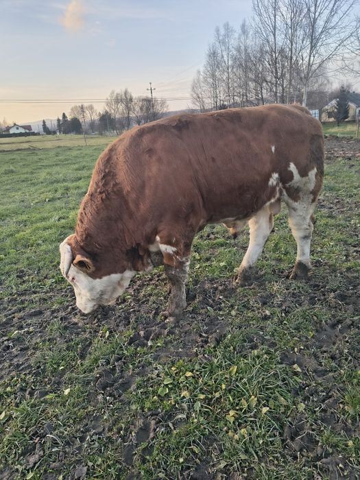Byk rozpłodnik simentaler zamiana