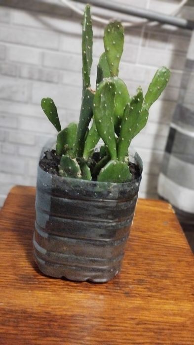 Продам кактус опунція