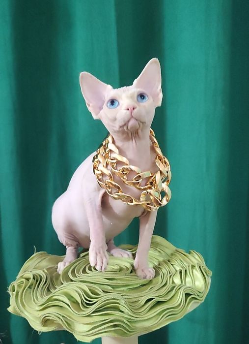 Голубоокий чудний хлопчик