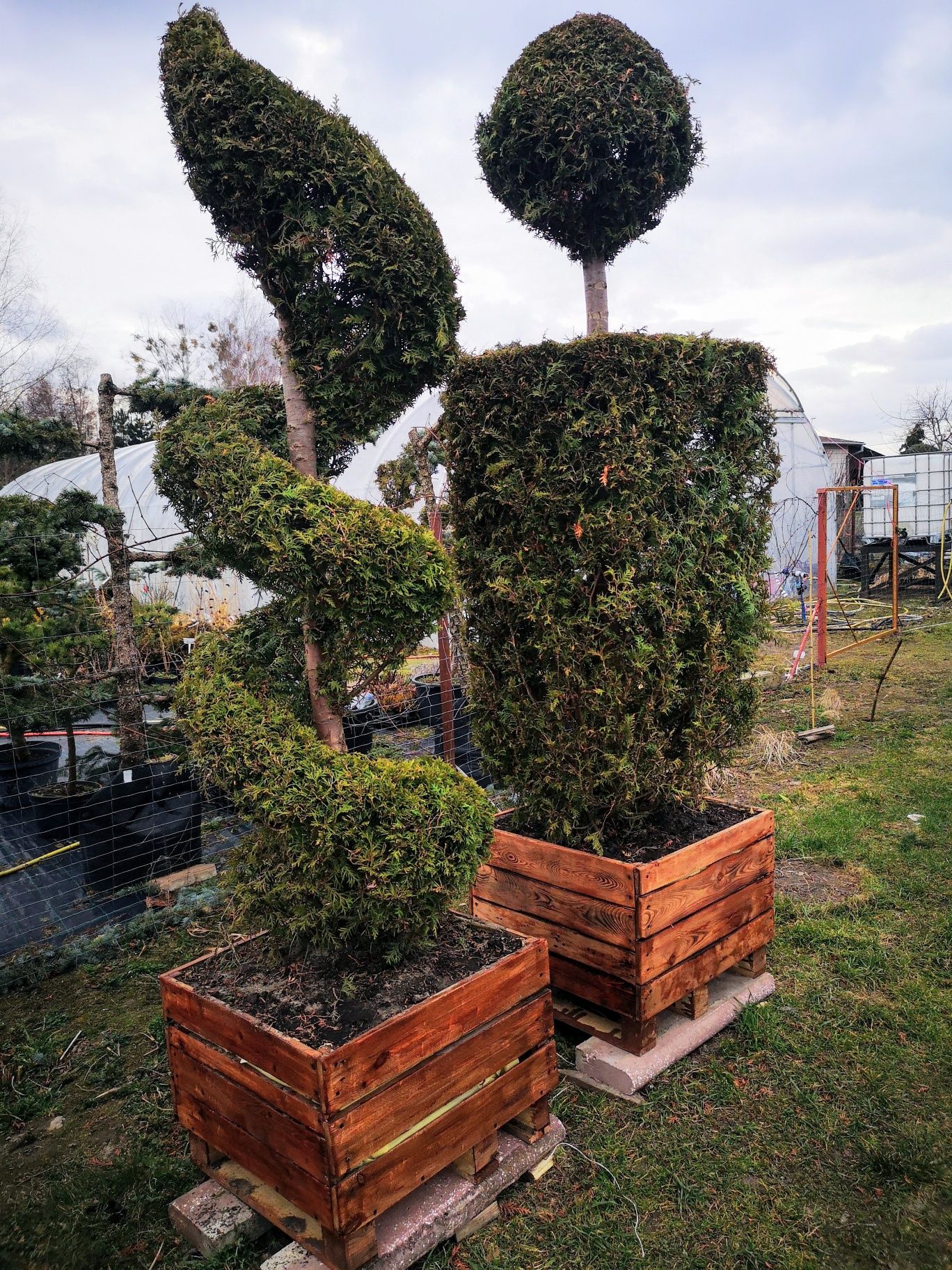 Bonsai różne wielkości, wysokości