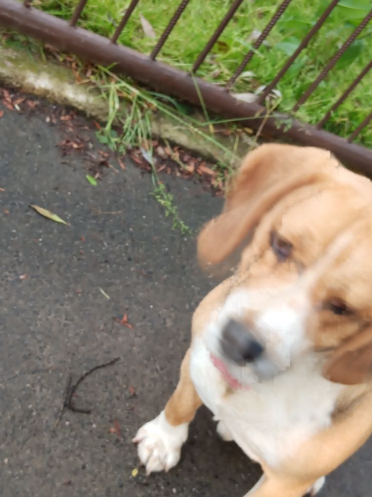 Hektor 4lata beagle oddam w dobre ręce