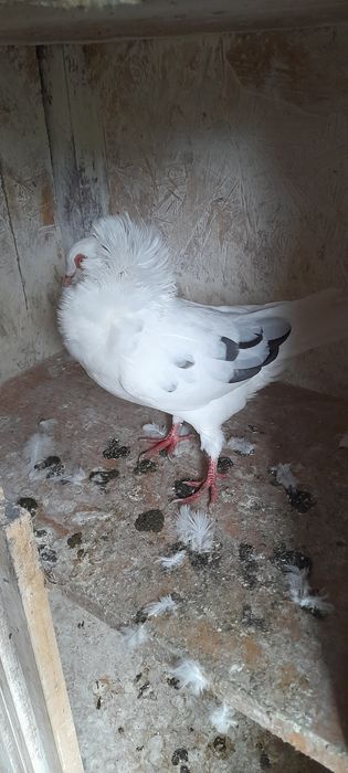 Sprzedam gołębie rasowe