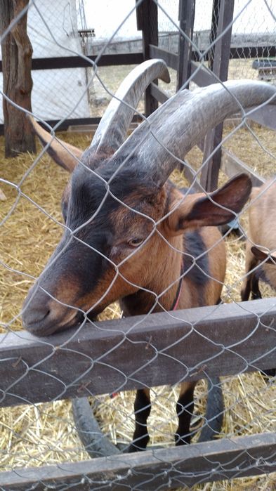 Кози Сімейна ферма розведення,утримання.