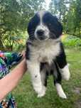 Przepiękne szczeniaki Border Collie