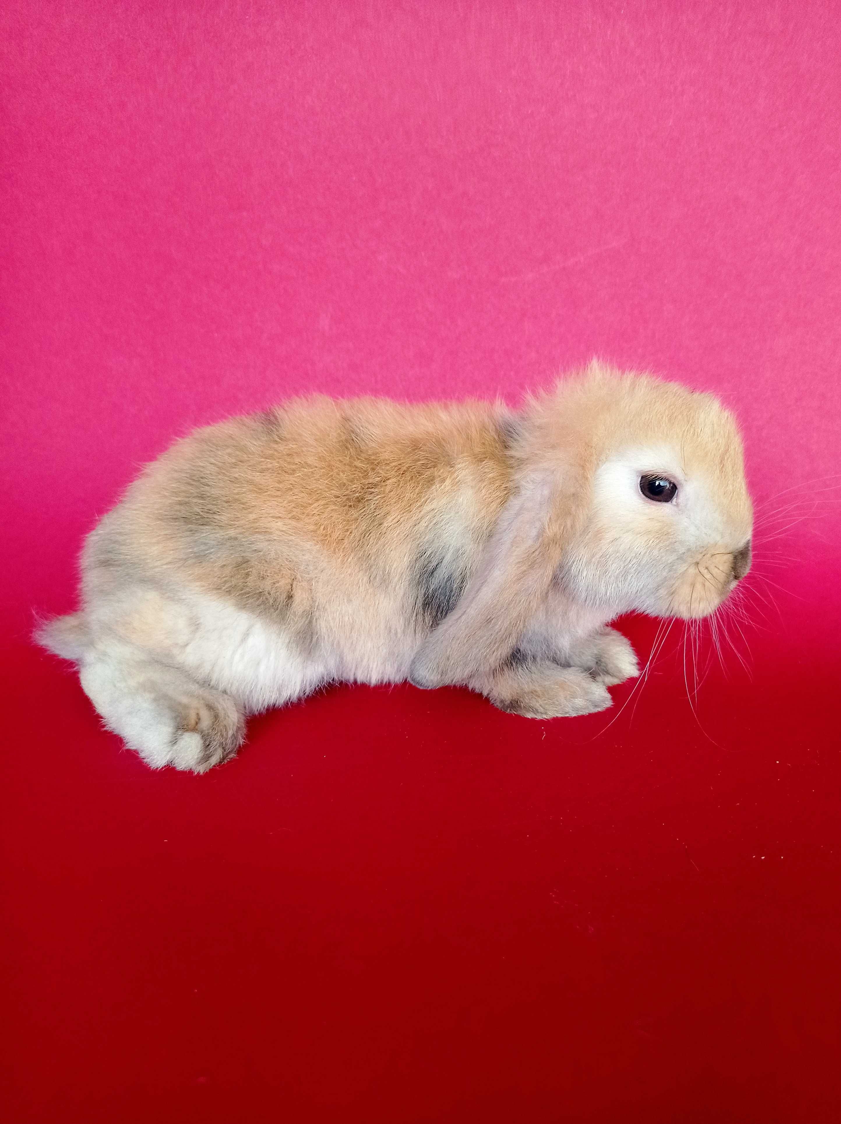Mini lop, baranek miniaturka, karzełek baranek