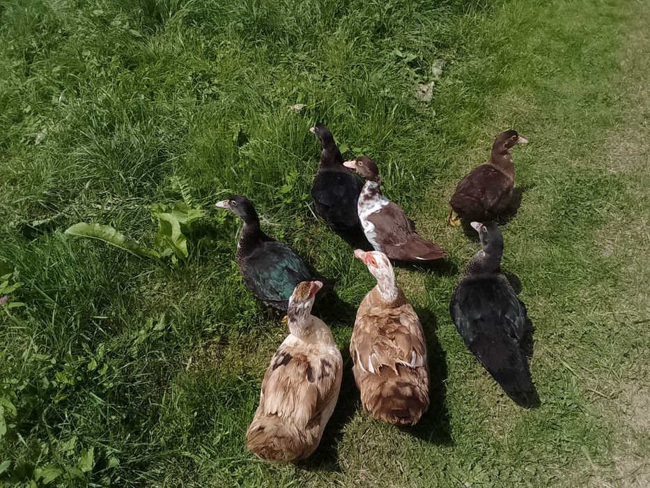 Качки Шипуни великі домашні