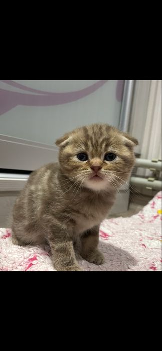 Готові до продажу дуже гарні кошенята Scottish fold