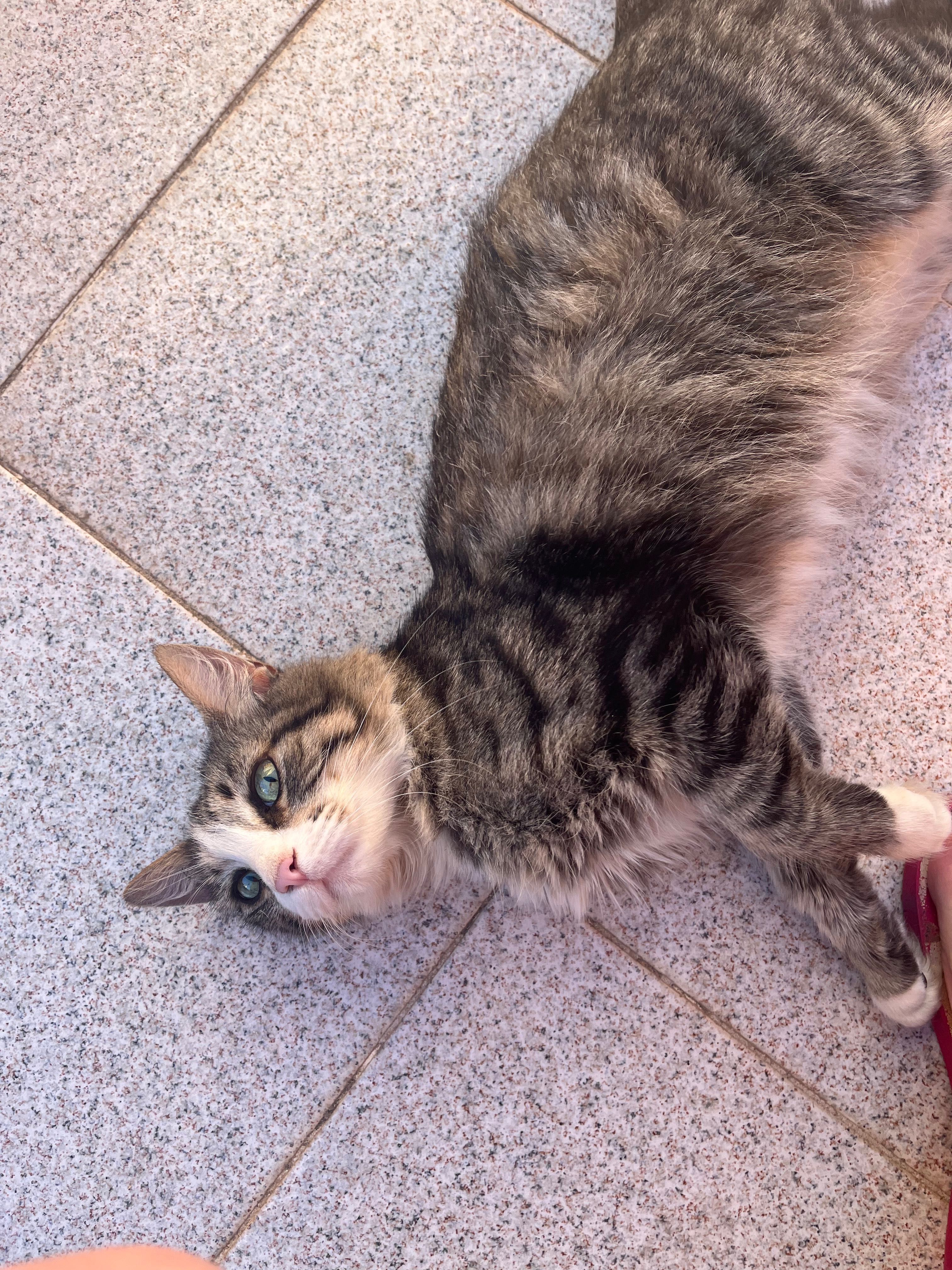Gatinha de 11 anos