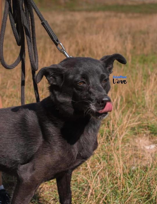 Karo do adopcji!