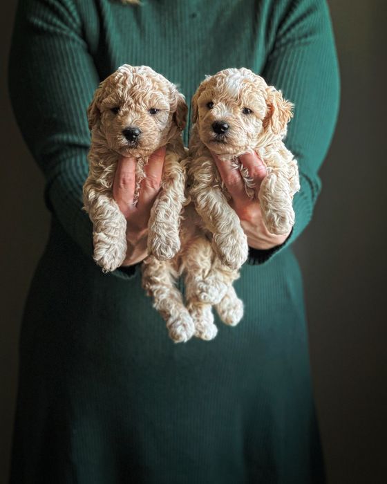 Bichpoo/ Poochon ( Maltipoo, Cavapoo)