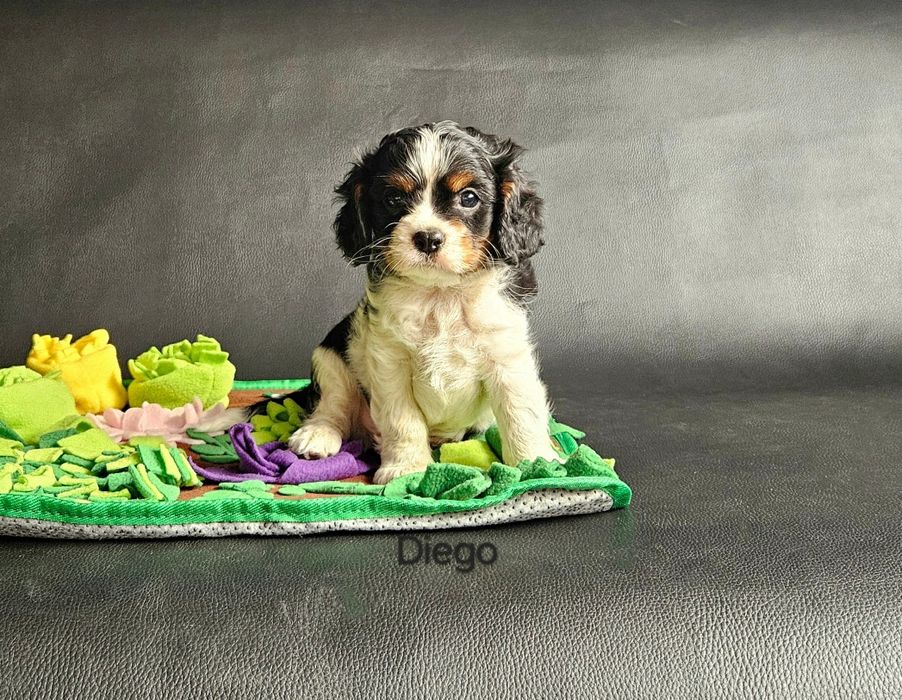 Cavalier King Charles Spaniel pies