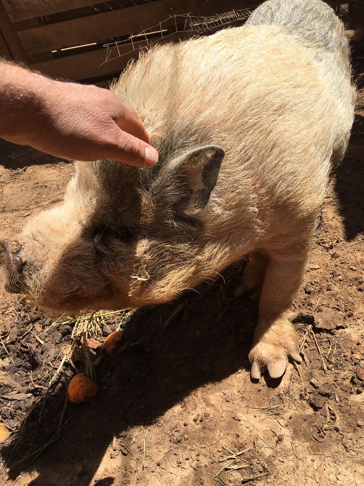 Porco anão com 3 anos 40€