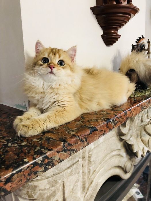 Изумительный мальчик,золотой шоколадный . Купить в Киеве в Украине.