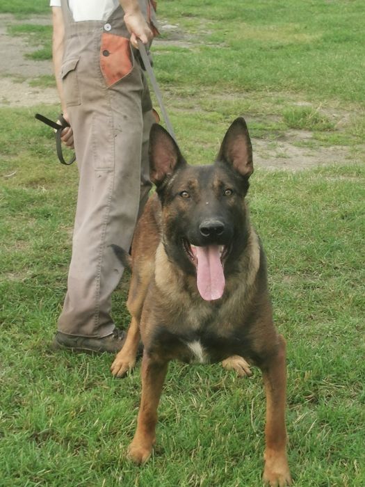 Owczarek Belgijski stróżujący