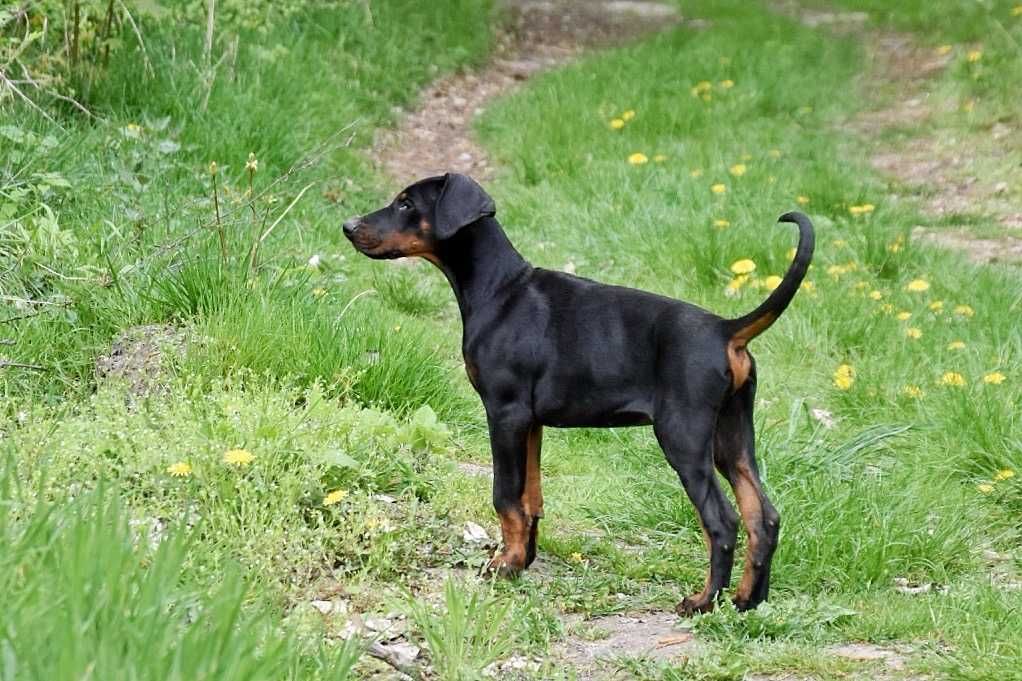 Doberman bardzo ładny piesek