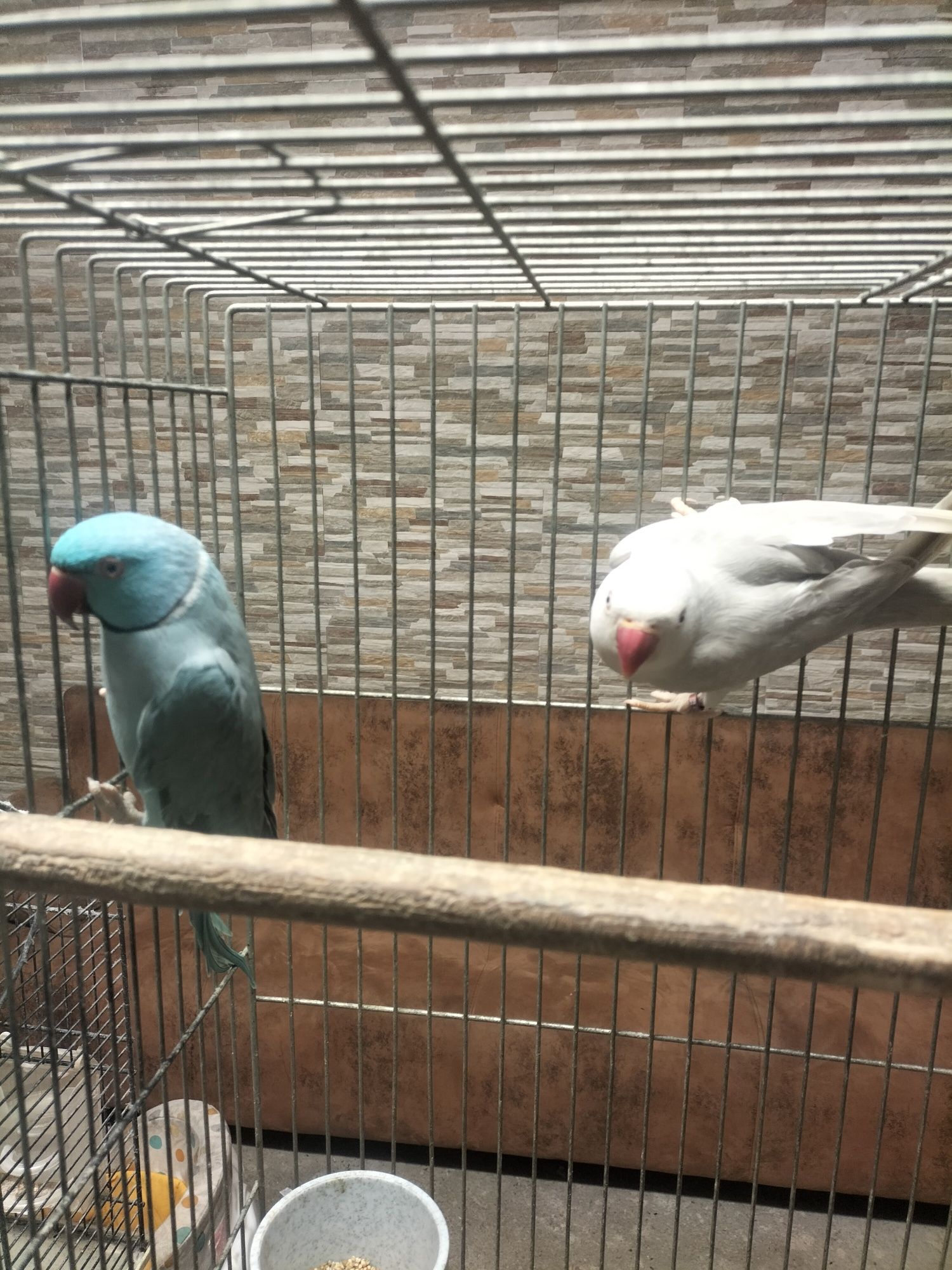 Vendo casal de ring necks de 2022