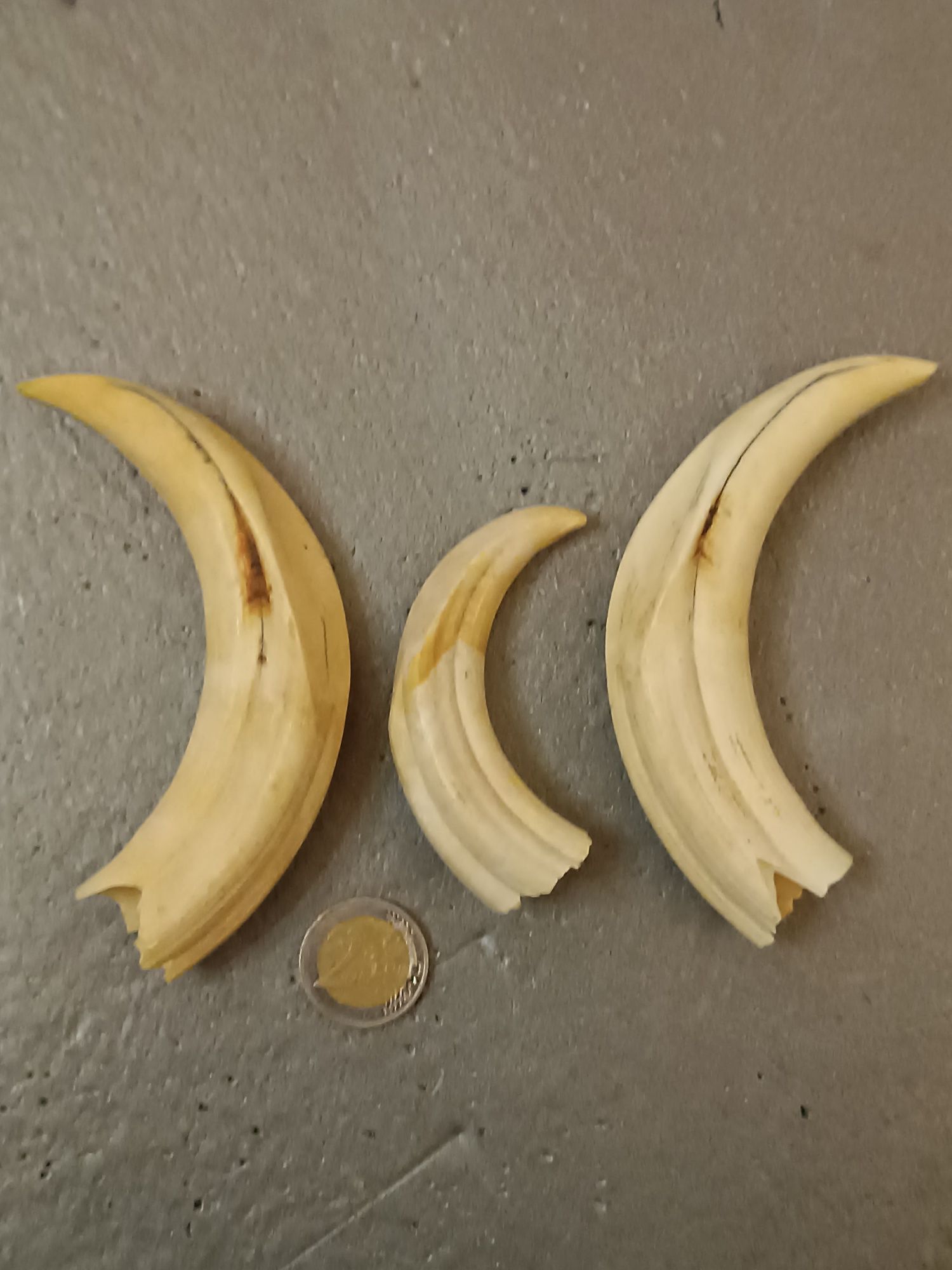Dentes/presas javali